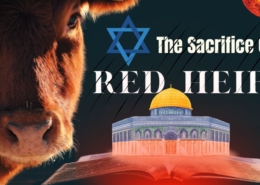 sacrifice of the red heifer