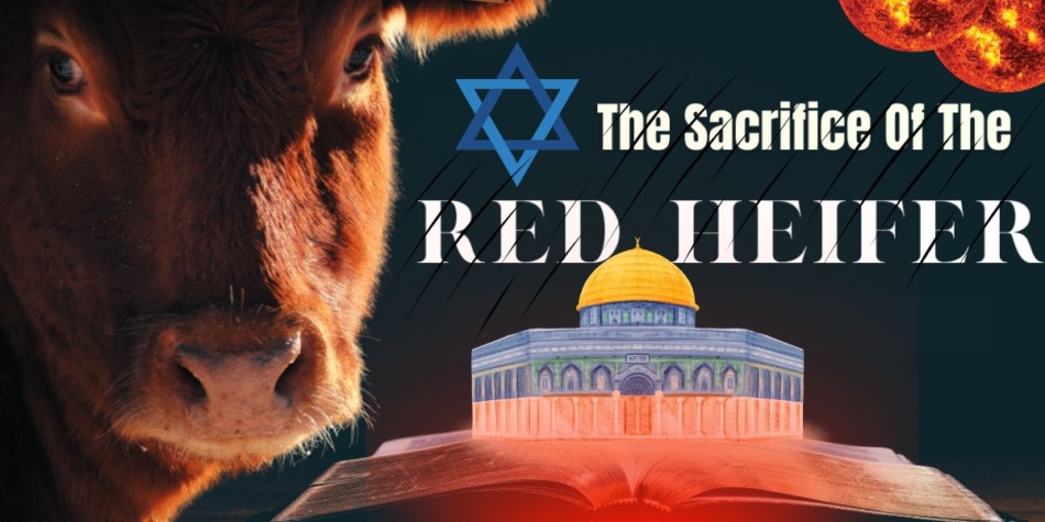 sacrifice of the red heifer